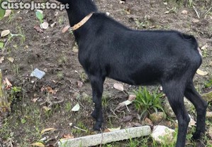 Cabrito murciano com 7 meses