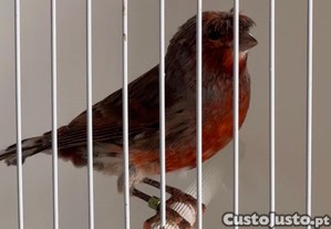 Arlequim Português