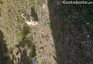 Podengos Pequenos.