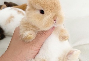 imagem_2