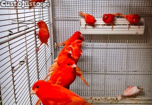 Can�rios de Competi��o e Cria��o.