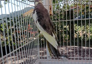 imagem_5