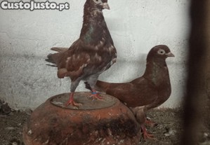 Casal cambalhotas portugu�ses vermelhos