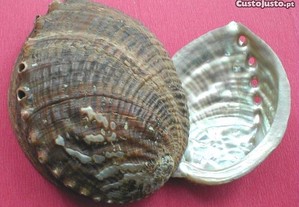 Concha-Haliotis discus 10-12cm