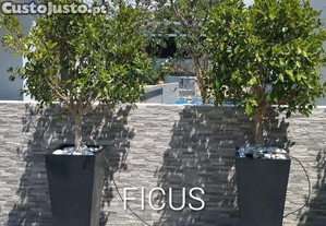imagem_1