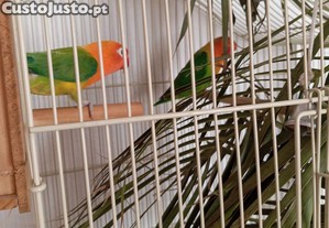 imagem_5