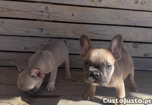Bulldog francês blue fawn
