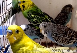 imagem_2