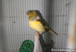 imagem_1