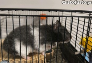 Hamster Sirio f�mea