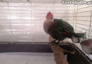 Turaco de crista vermelha (femia)