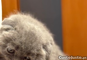 imagem_1