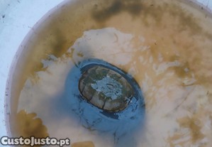 Tartaruga