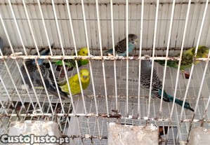 imagem_1