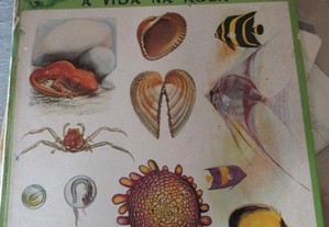 Enciclopédia da natureza - A vida na água