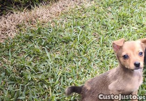 Pinscher pincher f�mea miniatura criado em ambiente familiar