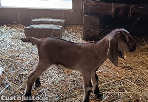 Cabrito Anglo-Nubiano