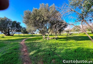 imagem_7