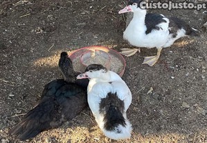 Patos mudos novinhos