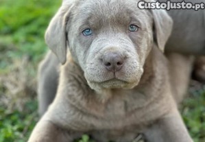 Lindo Labrador Retriever Prateado Disponível