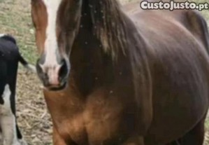 Cavalo capado