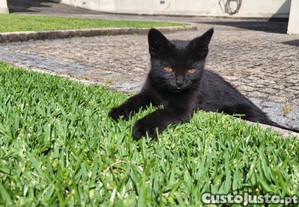 Gatinha super meiga ( 9 meses )