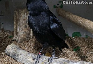 imagem_3