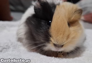 Dou porquinha da india