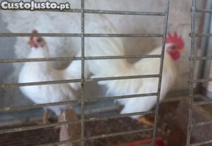 Casal de galinhas serama