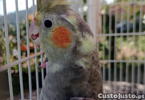 imagem_2