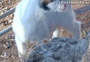 Chibinho an�o, Puro