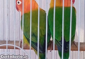 Casal fhishers