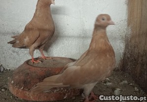 Casal cambalhotas portugu�ses amarelos