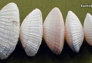 Concha-Asaphis violacens 3-5cm - 30pçs