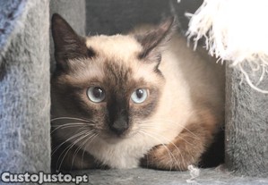 Carlota, gata juvenil, vacinada, FIV (-) e FELV (-), ESTERILIZADA, para adoção responsável