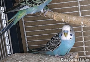 imagem_3
