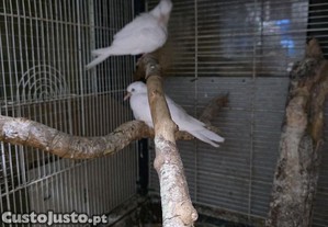 imagem_2