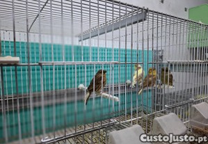 imagem_4