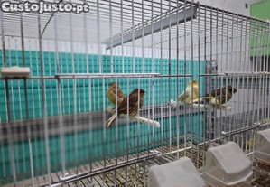 imagem_1