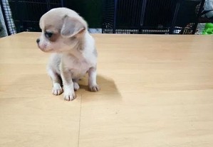 Chihuahua Fêmea super miniatura criado em ambiente familiar