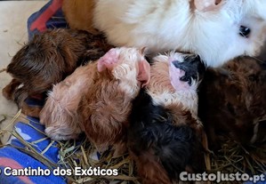 imagem_1