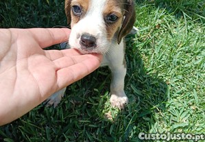 imagem_3