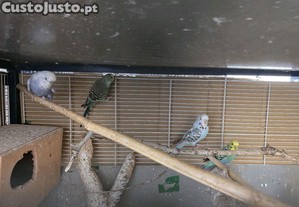 imagem_5