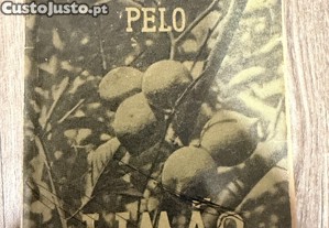imagem_8