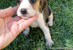 imagem_7