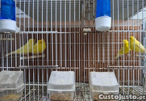 Canários belgas