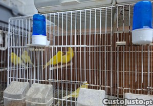 imagem_3