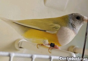 imagem_2