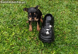 imagem_3