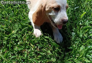 imagem_6